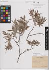 Foto von Salix eleagnos Scop. x Salix repens L.